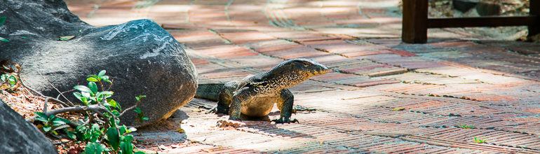 Lagarto na entrada do Resort Rayavadee Lagarto na entrada do Resort Rayavadee