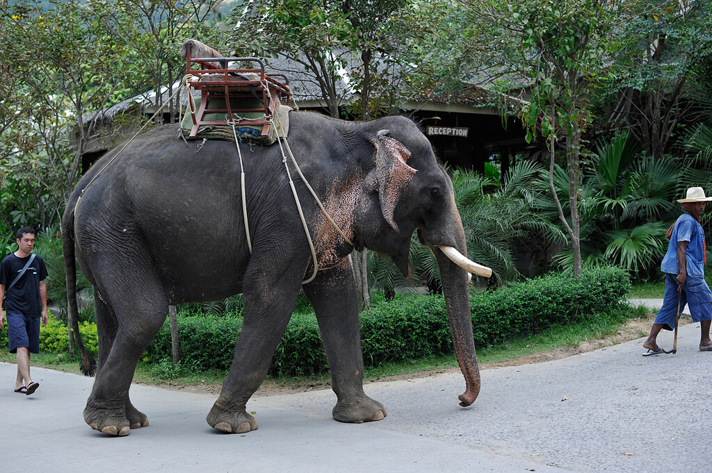 Elefante com cadeira de passeio