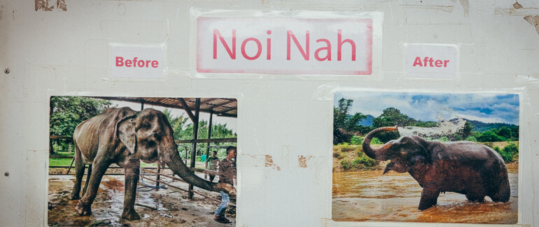 Painel do Elephant Nature Park mostrando o antes e o depois de Noi Nah, um elefante reabilitado (arquivo pessoal)