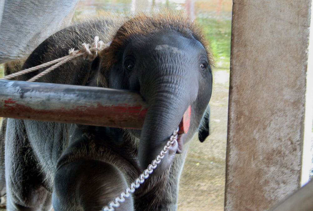 Pequeno elefante acorrentado no Roses Garden em Bangkok