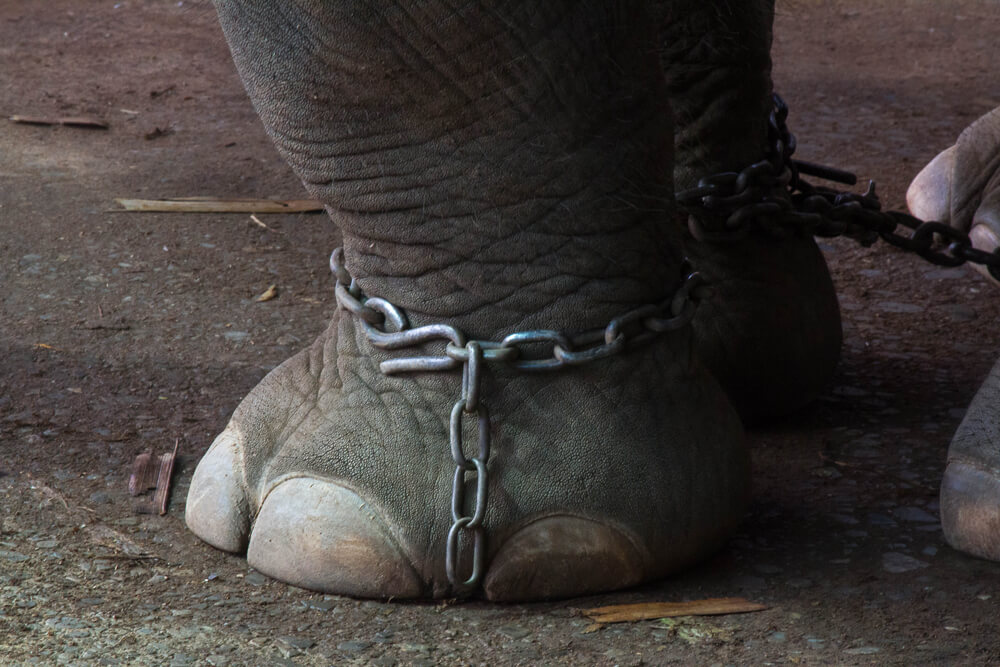 Elefante acorrentado em Phuket