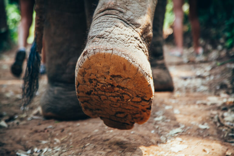 Pata de um elefante resgatado pelo Elephant Nature Park (arquivo pessoal)