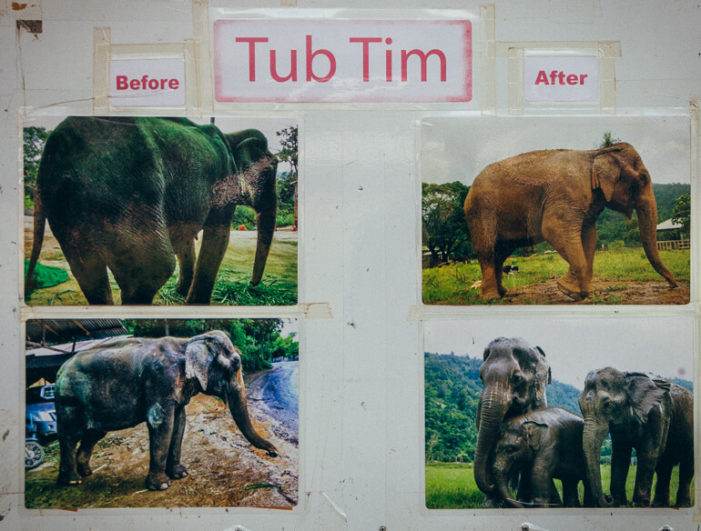 Painel do Elephant Nature Park mostrando o antes e o depois de Tub Tim, um elefante reabilitado (arquivo pessoal)