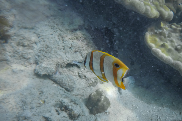 Peixe borboleta em Paradise Island