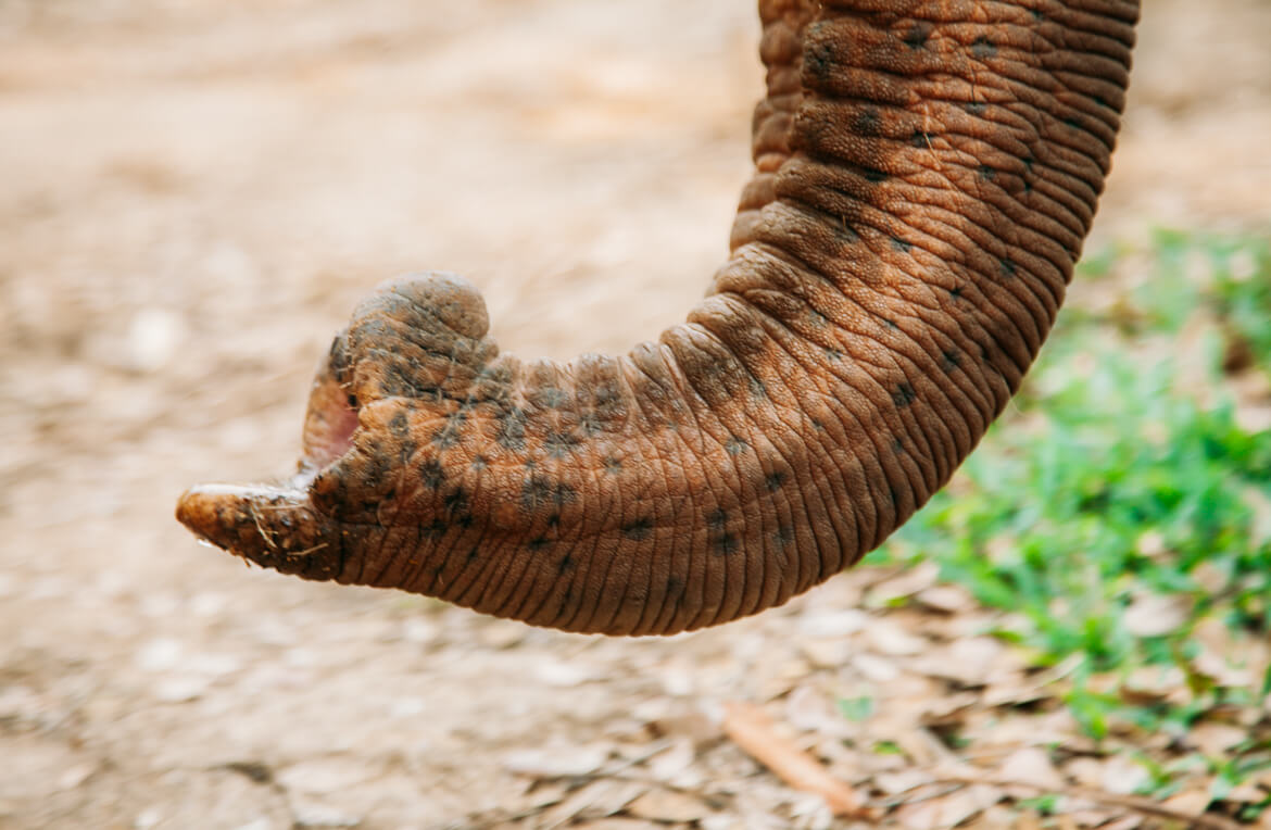 elephant-nature-park-viajando-na-janela-5984-2