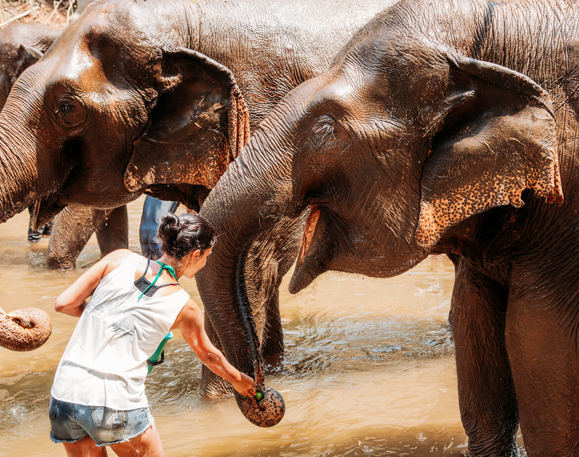 Após o banho, mais um lanchinho! (Elephant Nature Park) Após o banho, mais um lanchinho!