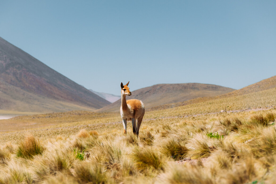 roteiro no Deserto do Atacama - vicunha