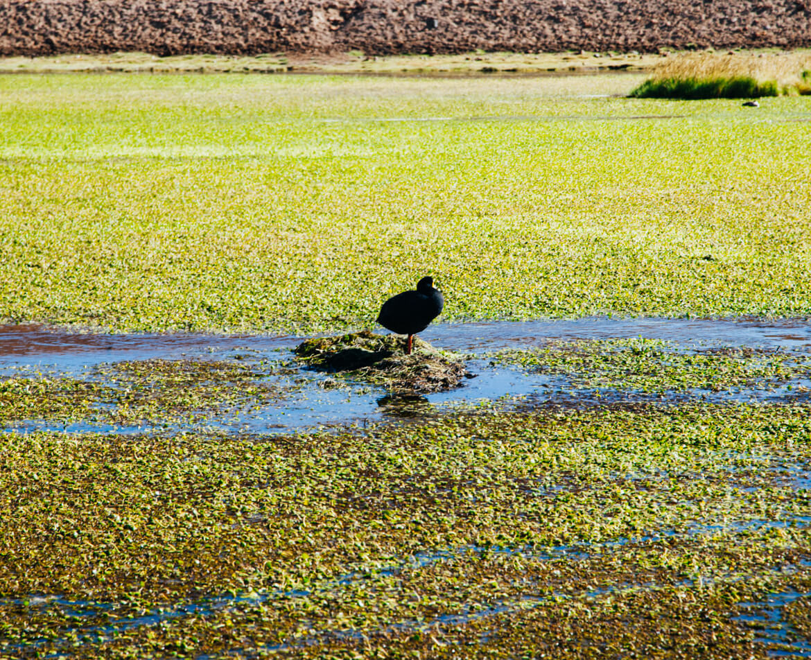 Geysers el Tatio - tagua cornuda, uma das espécies de aves que habitam o Atacama