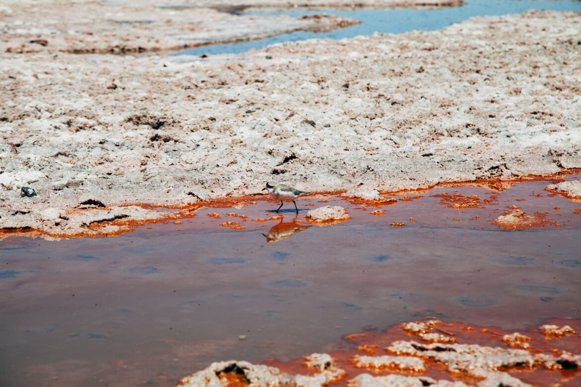 Lagunas Altiplânicas - Micro-organismos dão esta cor avermelhada à água e também servem de alimento para várias aves da região