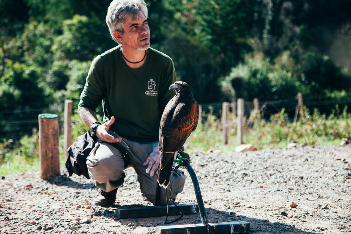 Uma verdadeira aula de educação ambiental com o Riuvânio, responsável pela Escola de Falcoaria de Monte Verde