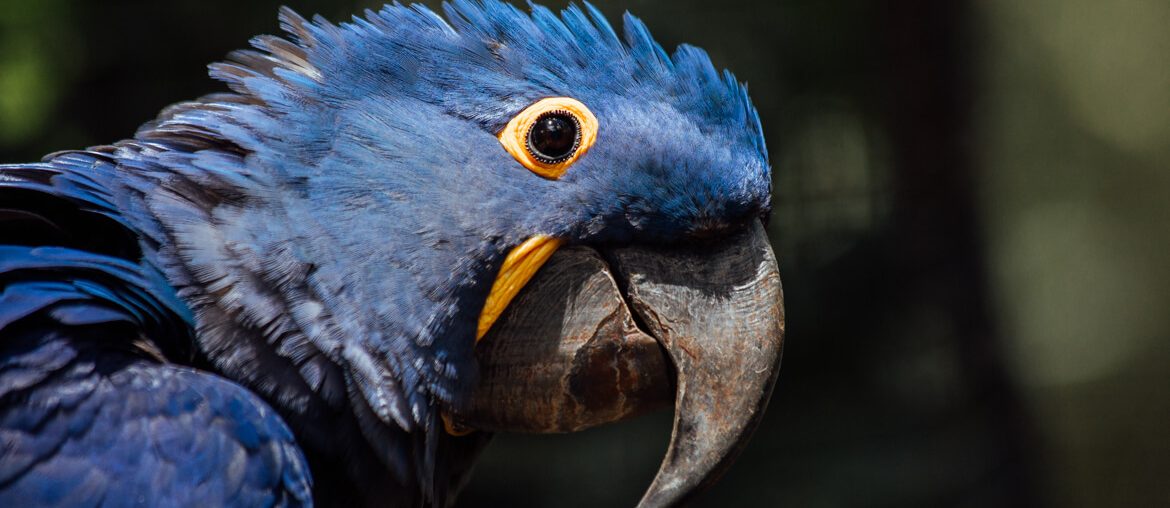 Parque das Aves: Saiba todos os detalhes deste passeio incrível!