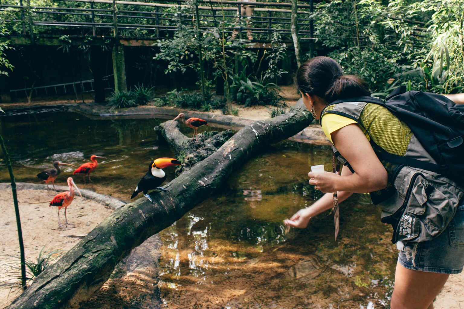 Alimentando os tucanos no viveiro Aves de Rios e Mangues