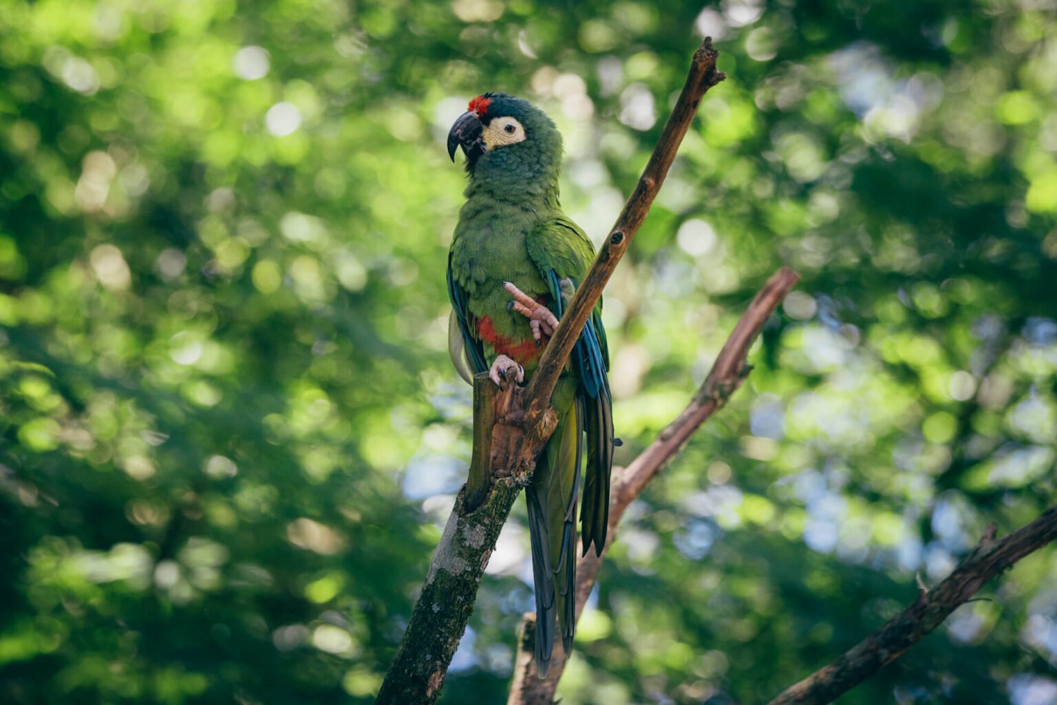 Rico, espécie de arara classificada como "vulnerável à extinção" (maracanã-verdadeira)