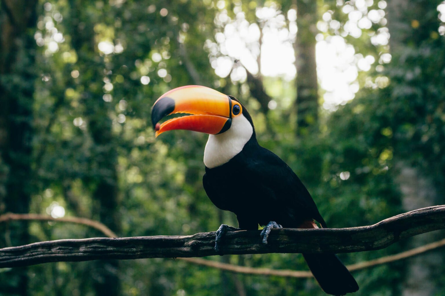 tucano-toco