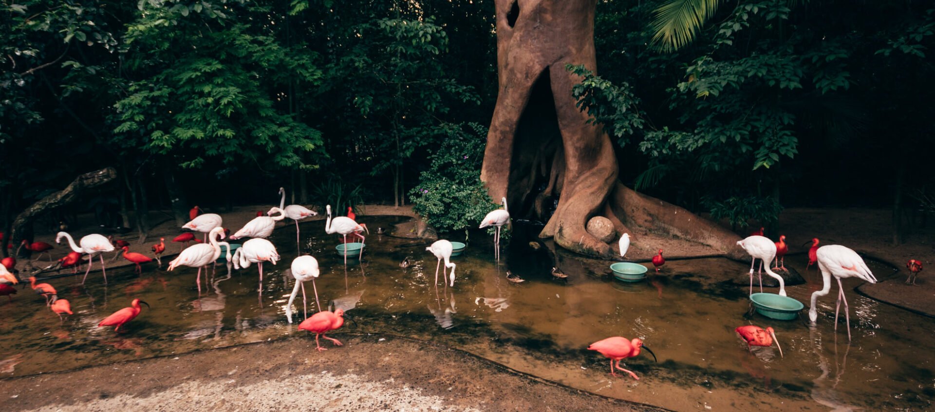 Viveiro Árvore da Vida, onde alimentamos os guarás e os flamingos