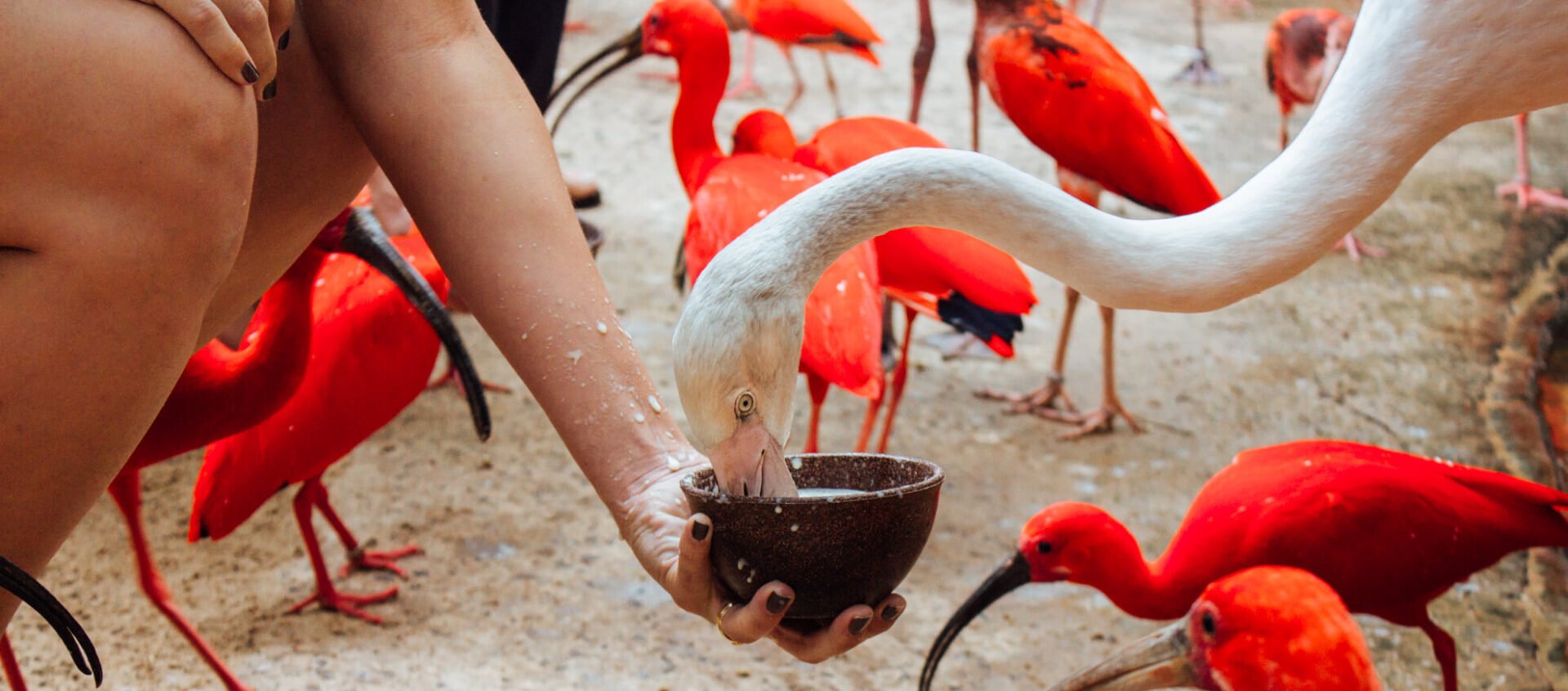 Alimentando flamingos e guarás