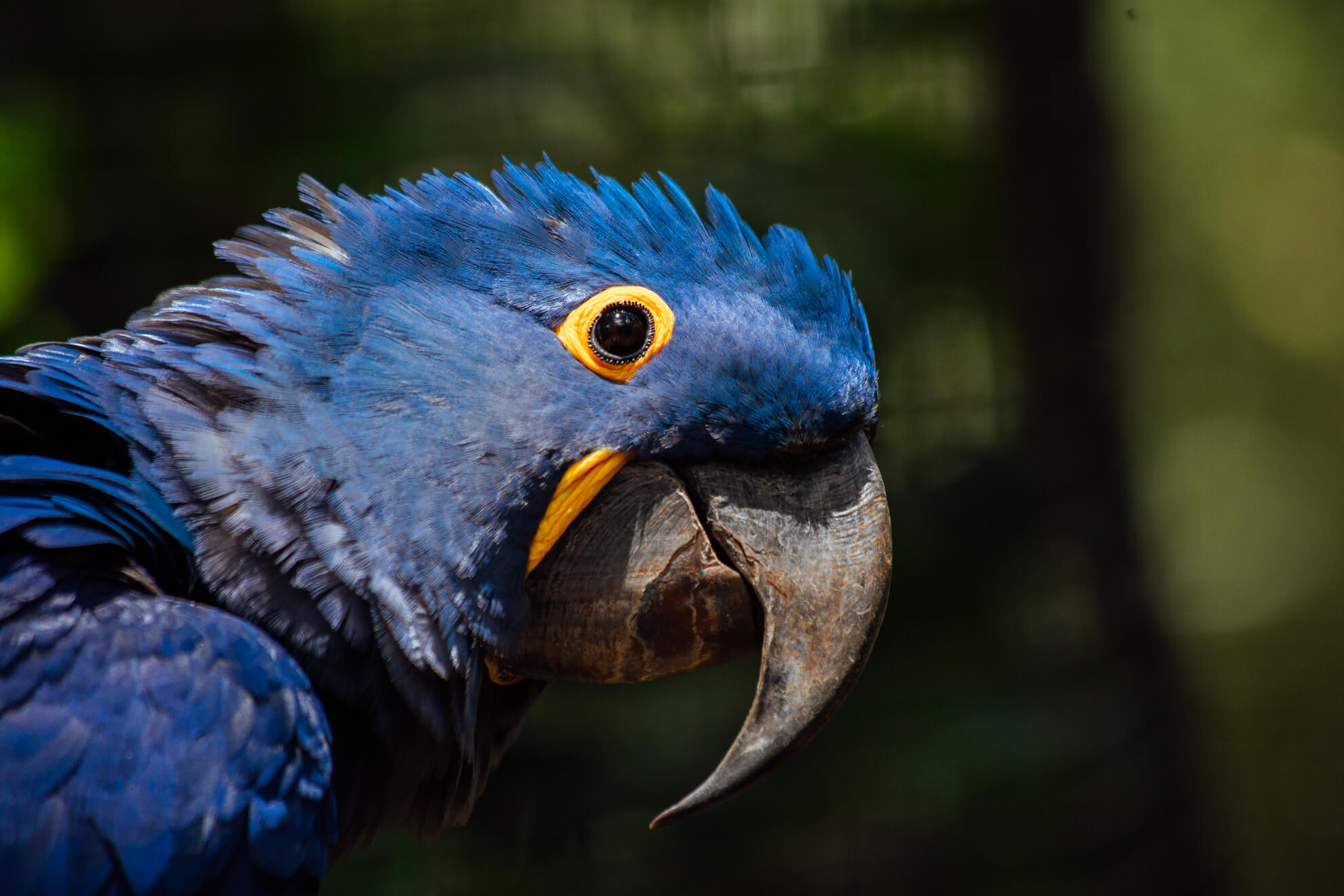 Parque das Aves, Foz do Iguaçu | arara azul