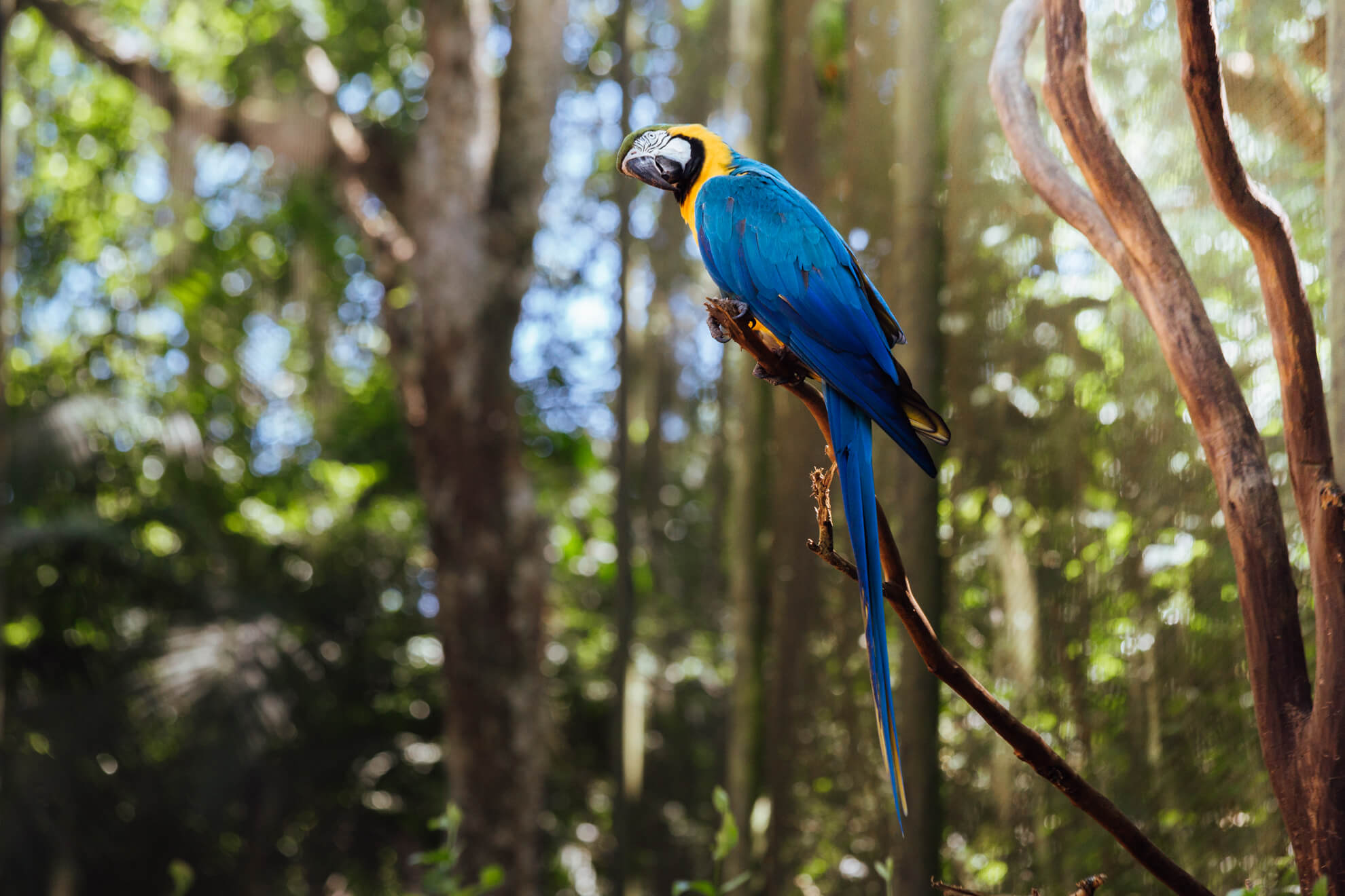 Parque das Aves, Foz do Iguaçu | Arara Canindé