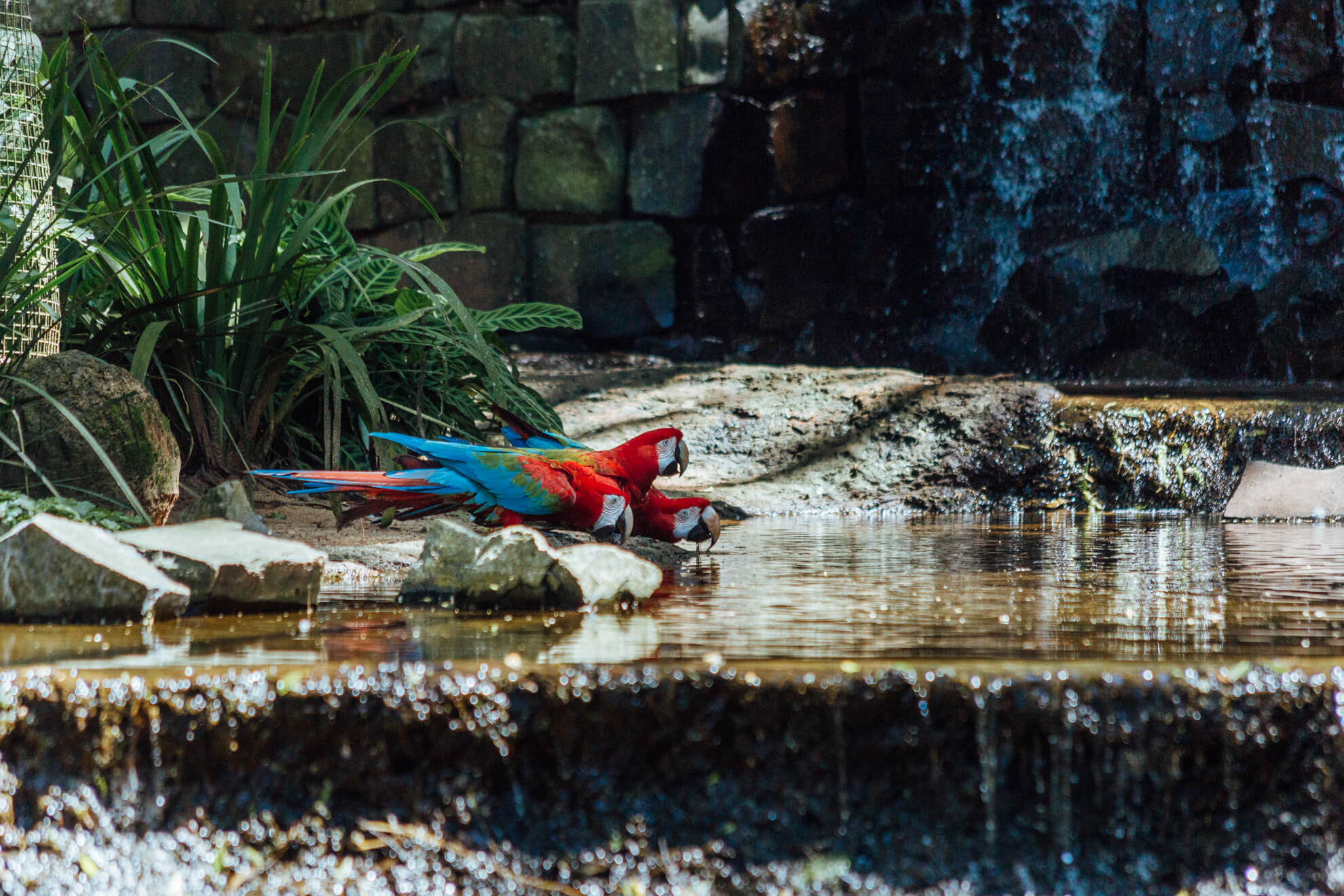 Parque das Aves, Foz do Iguaçu | viveiro das araras