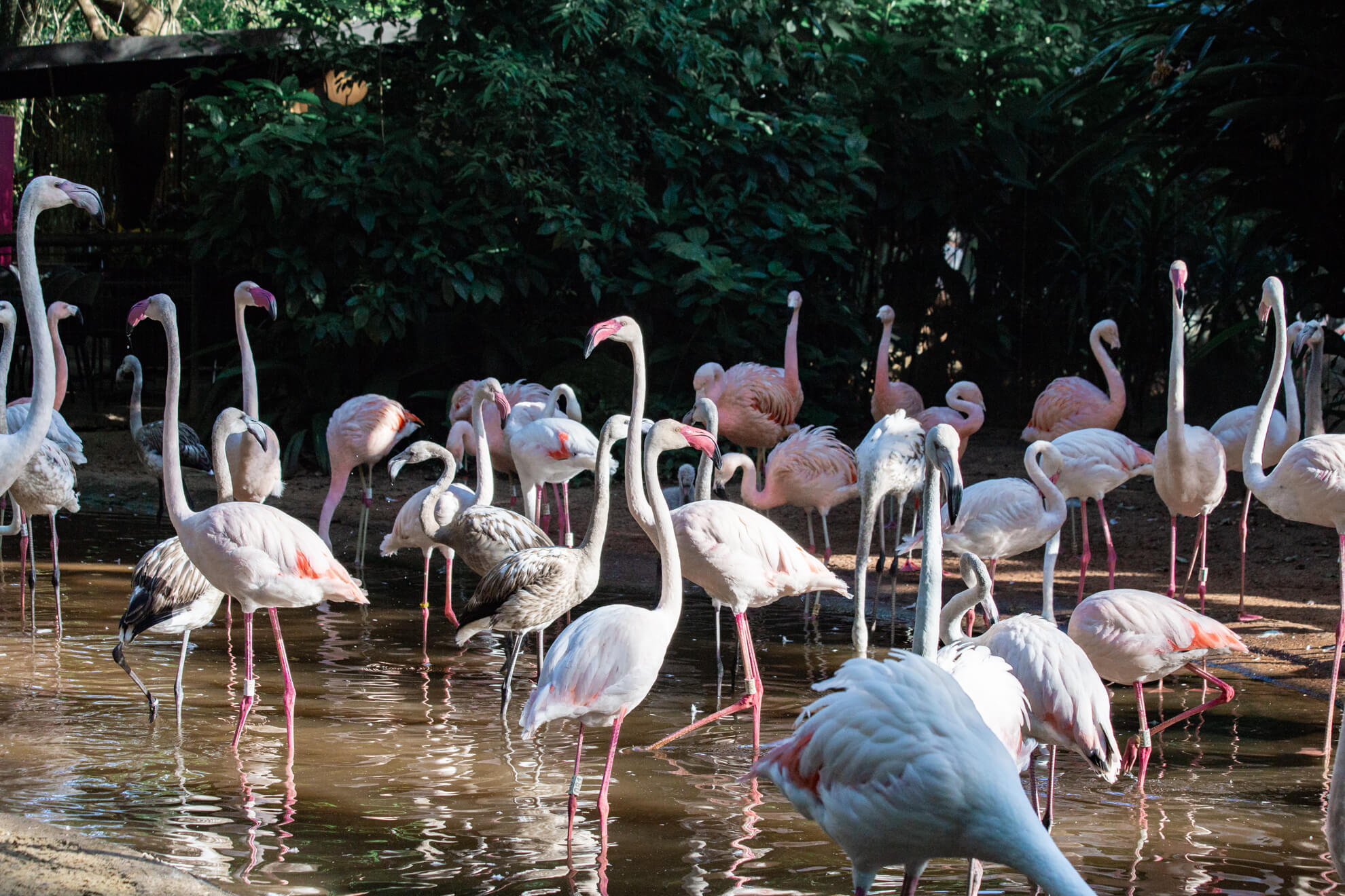 Parque das Aves, Foz do Iguaçu | viveiro dos flamingos