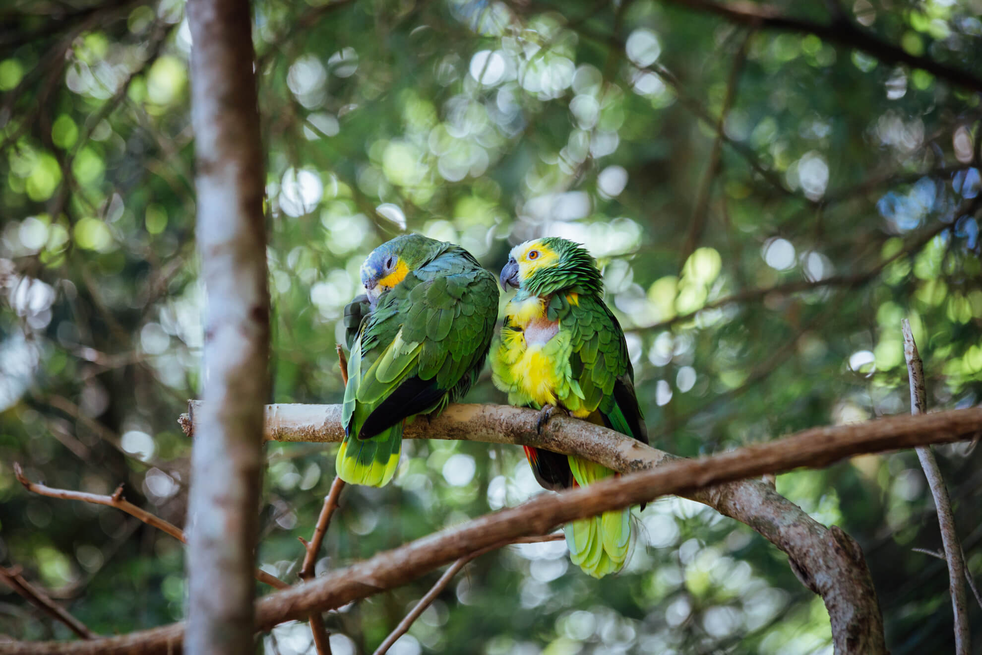 Parque das Aves, Foz do Iguaçu | papagaios resgatados