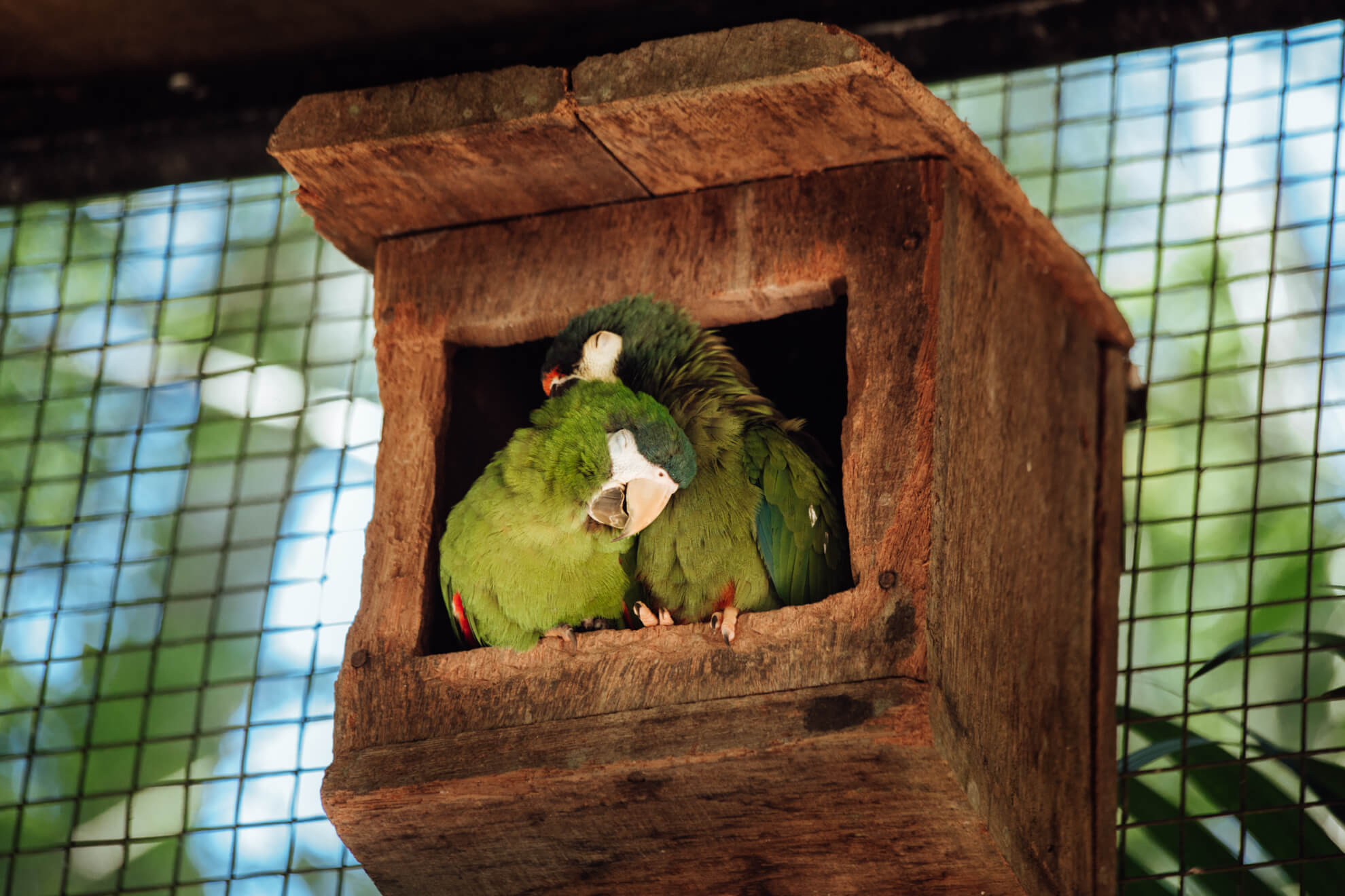 Parque das Aves, Foz do Iguaçu | casal de araras