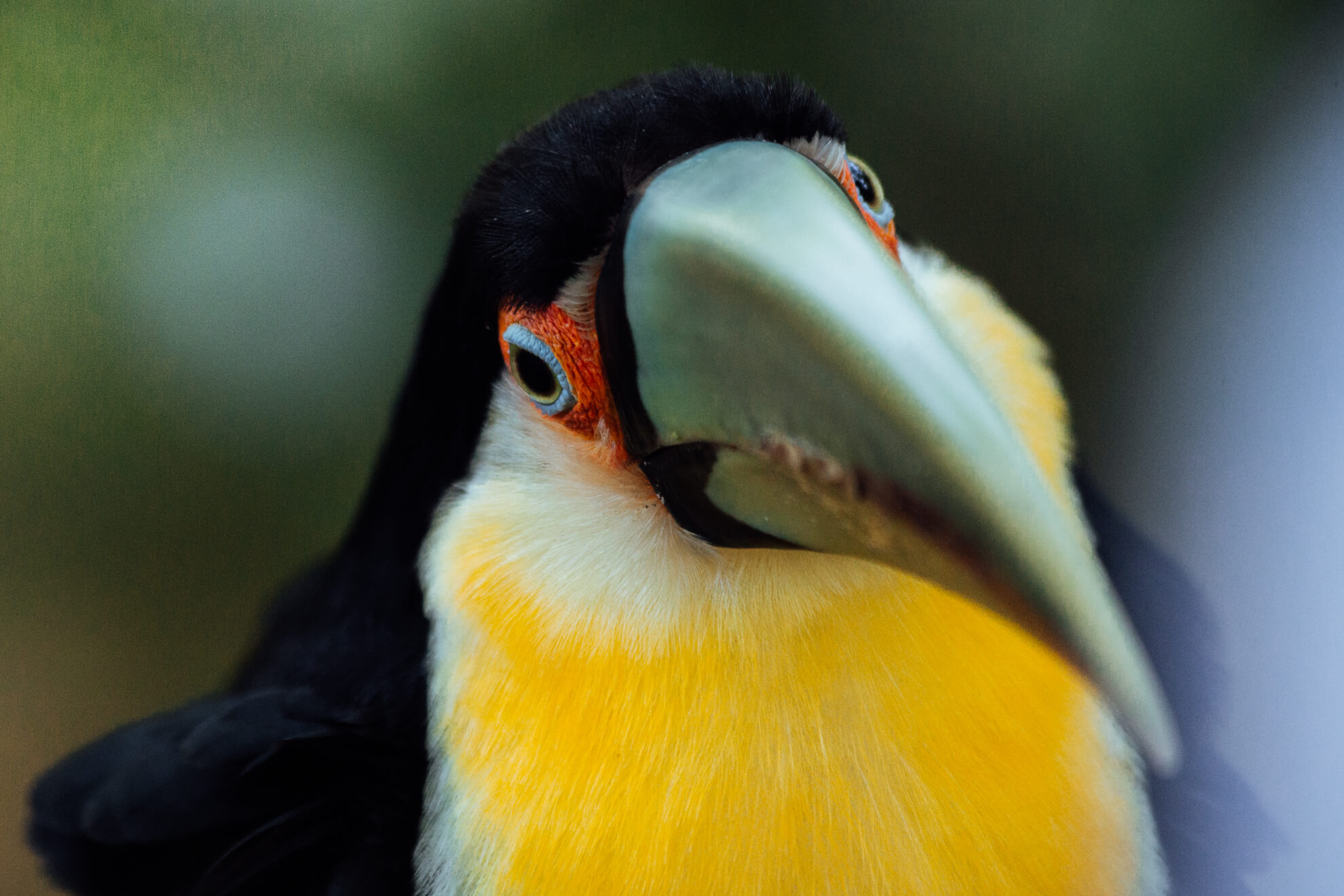 Parque das Aves, Foz do Iguaçu | Tucano de bico verde