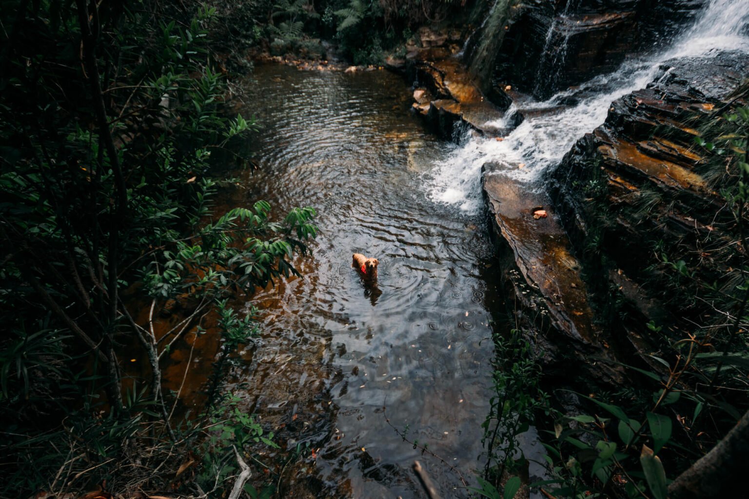 Maya (uma das nossas duas cachorrinhas) curtindo um banho na Cachoeira Salomão (Complexo da Ponte)