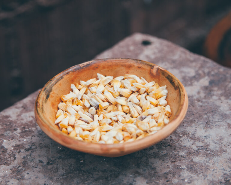 Tanto o milho roxo, quanto este tipo de milho com grãos maiores são fermentados para a produção de uma bebida alcoólica