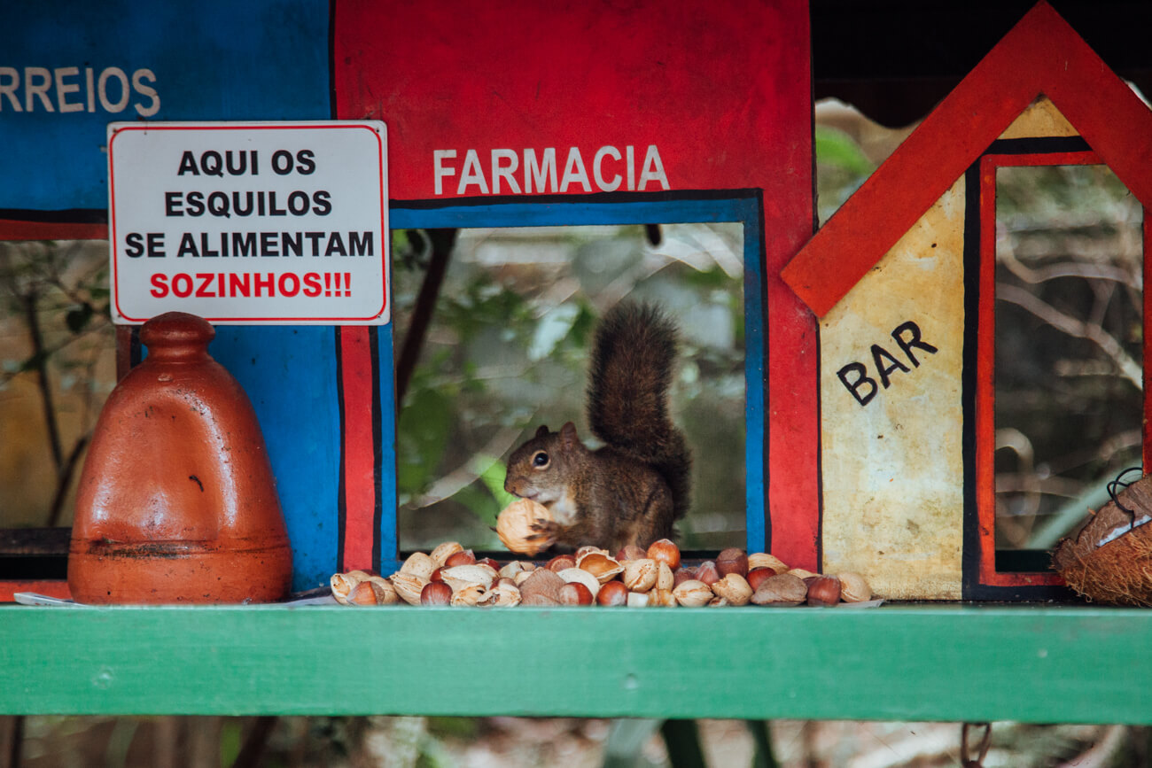 O que fazer em Monte Verde (MG): Esquilo no Shopping Celeiro