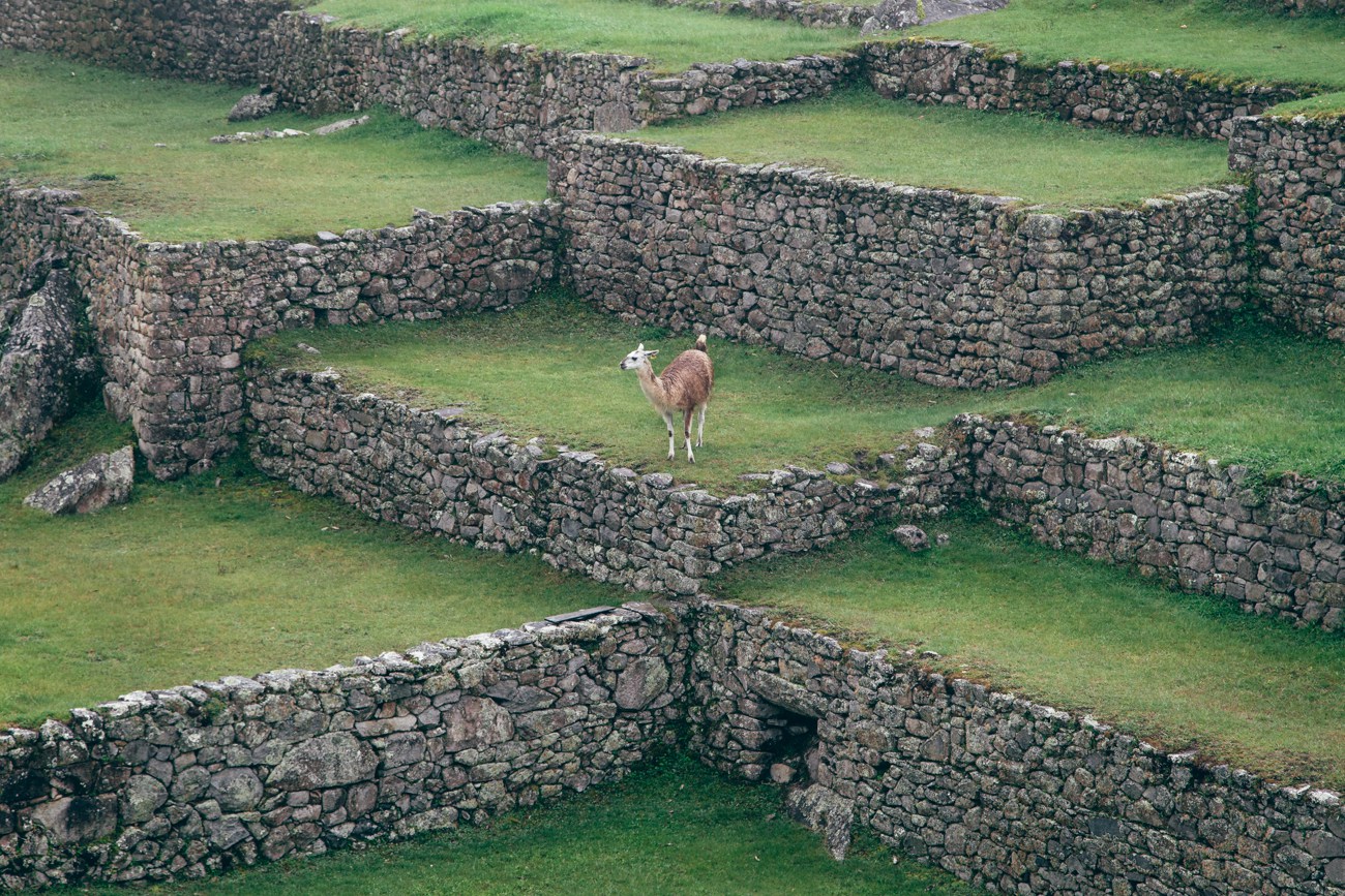 Uma das várias lhamas de Machu Picchu