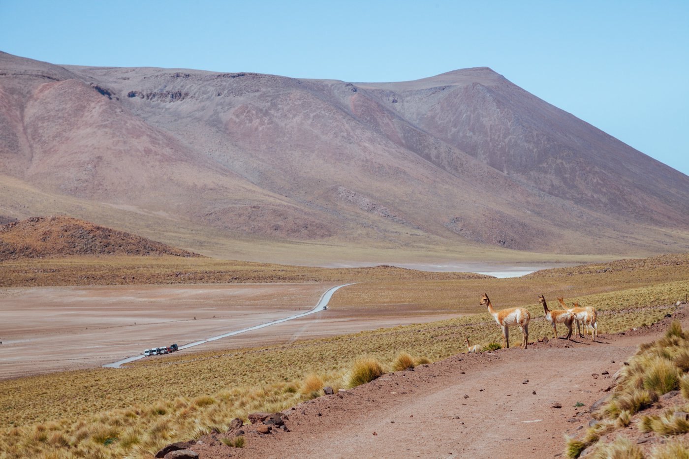 Deserto do Atacama - Vicunhas são animais bem comuns no Atacama