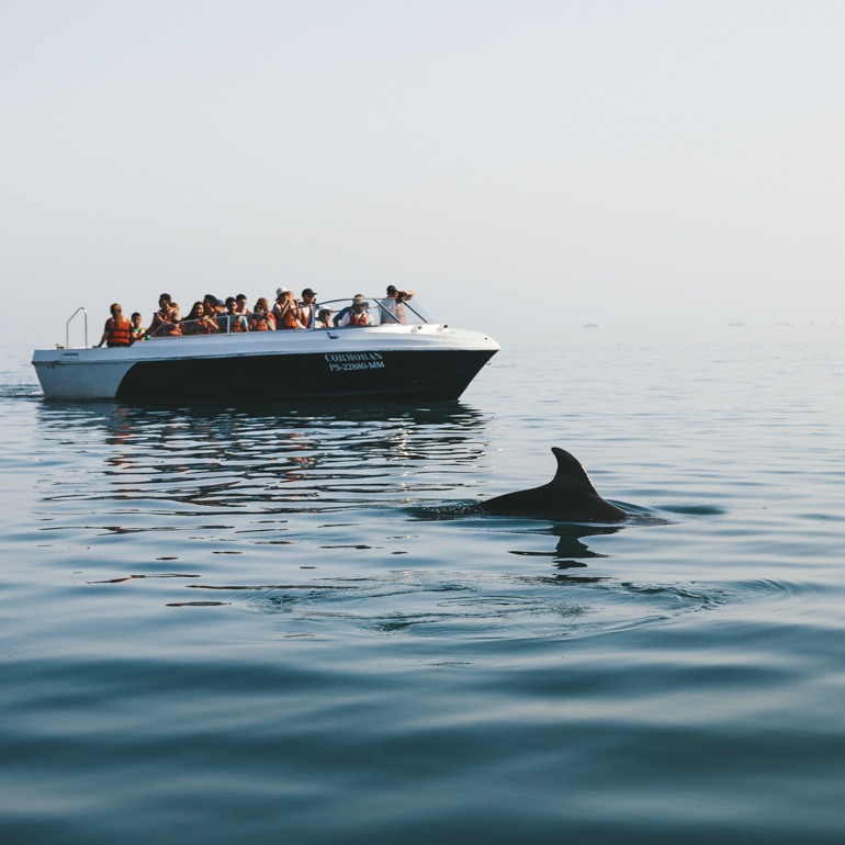 Ilhas Ballestas: golfinho