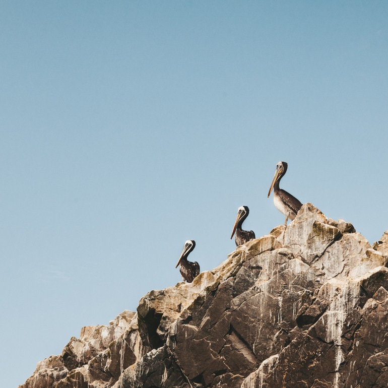 Ilhas Ballestas: pelicanos