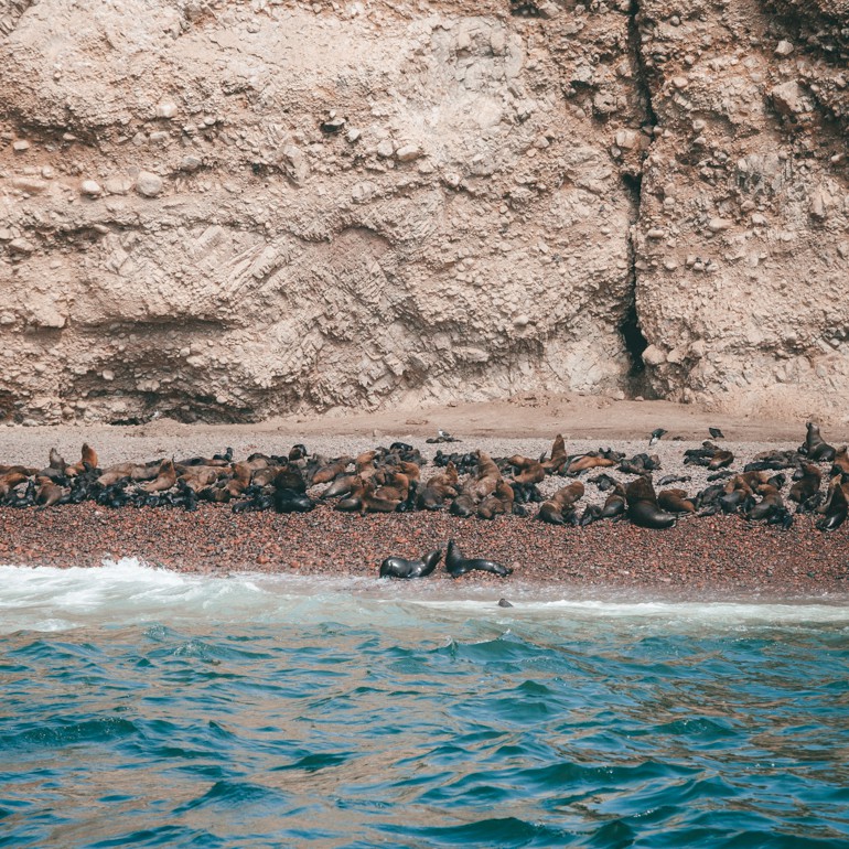 Islas Ballestas - Praia que serve como maternidade para os leões e lobos marinhos
