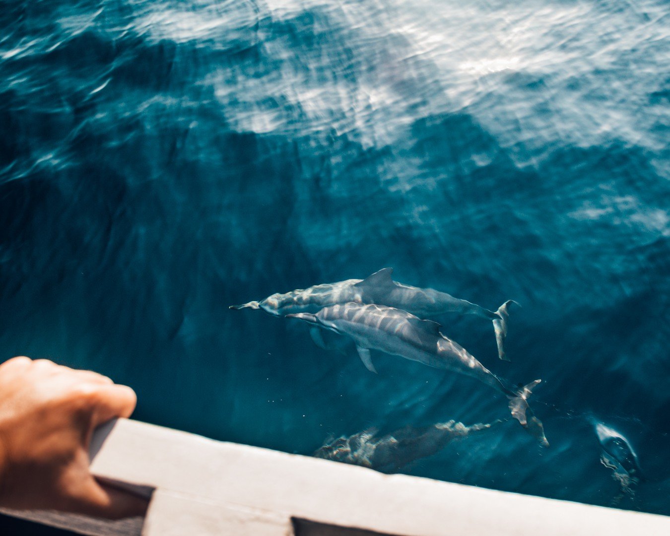Komodo - golfinhos vistos no passeio de barco