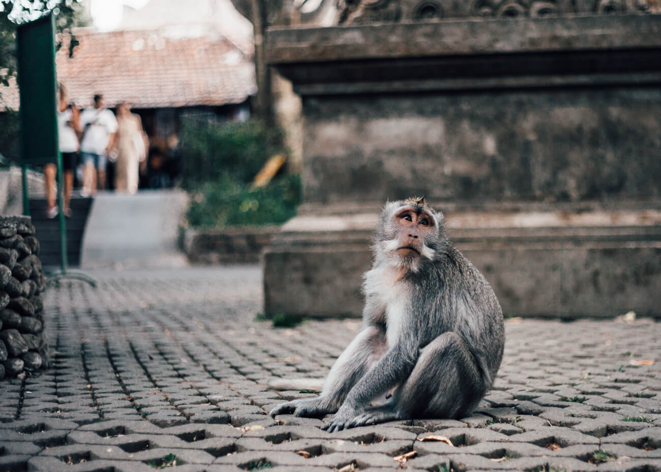 Seguro Viagem, Ásia - acidentes com animais, em especial os macacos