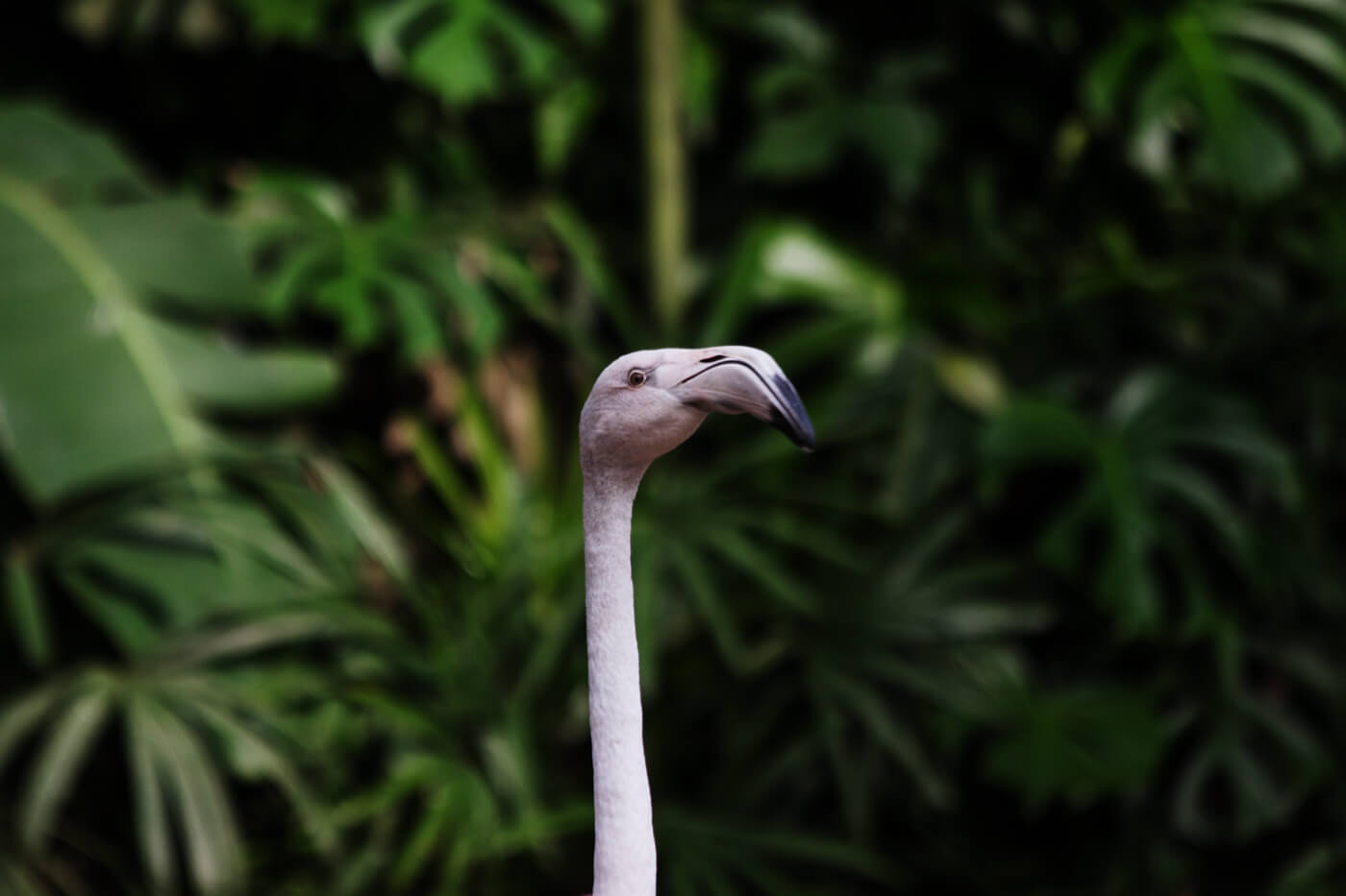 o que fazer em Foz do Iguaçu - flamingos <3
