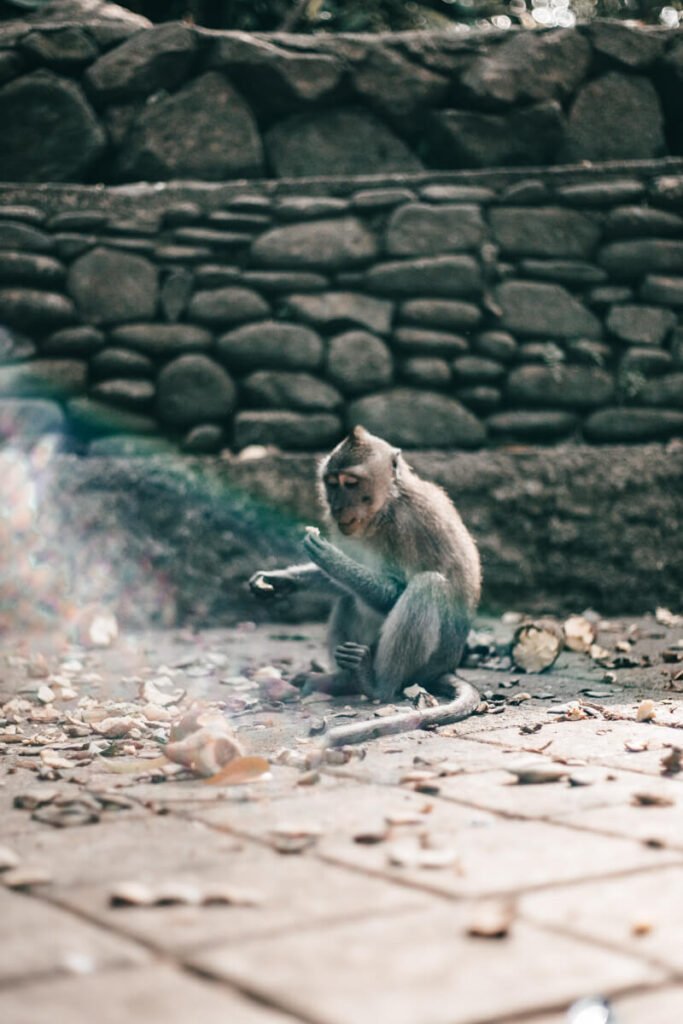 Monkey Forest, Bali - macaco com comida