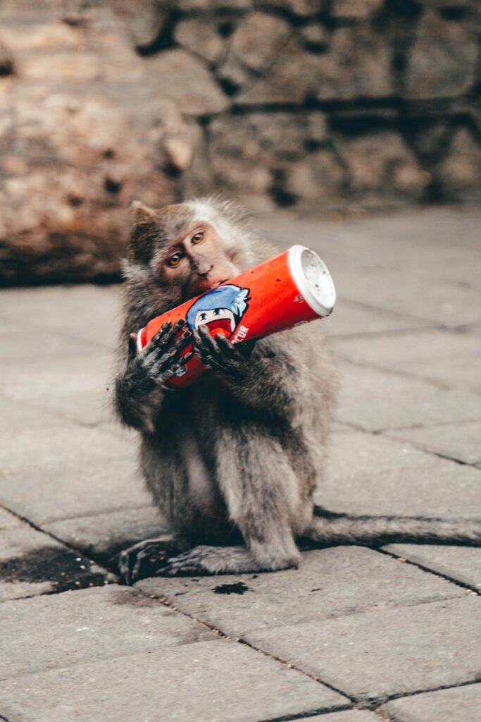 Monkey Forest, Bali - macaco com refrigerante roubado