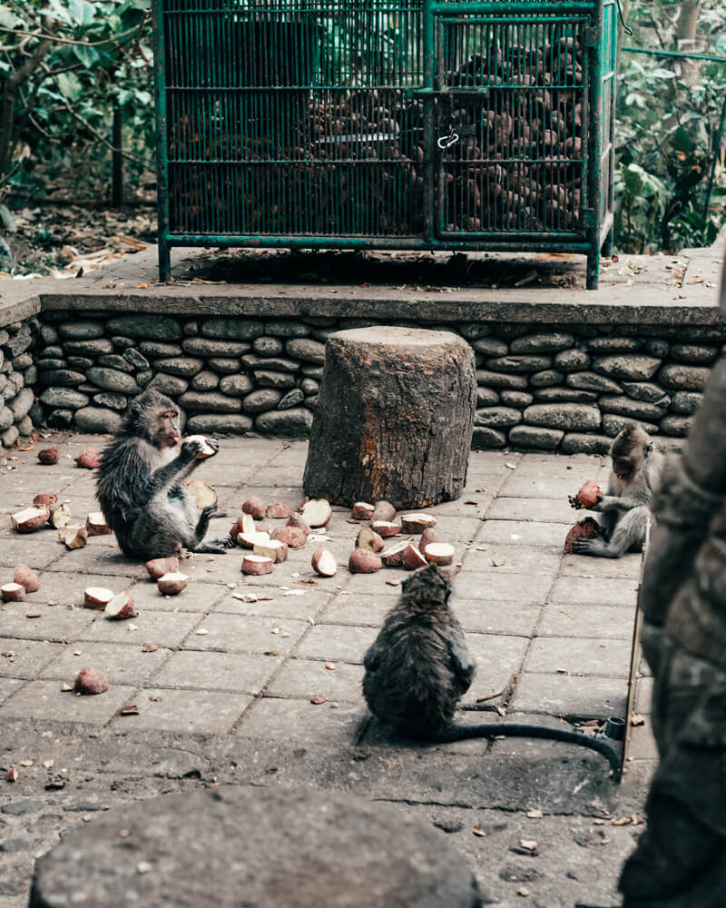 Monkey Forest, Ubud - Macacos se alimentando