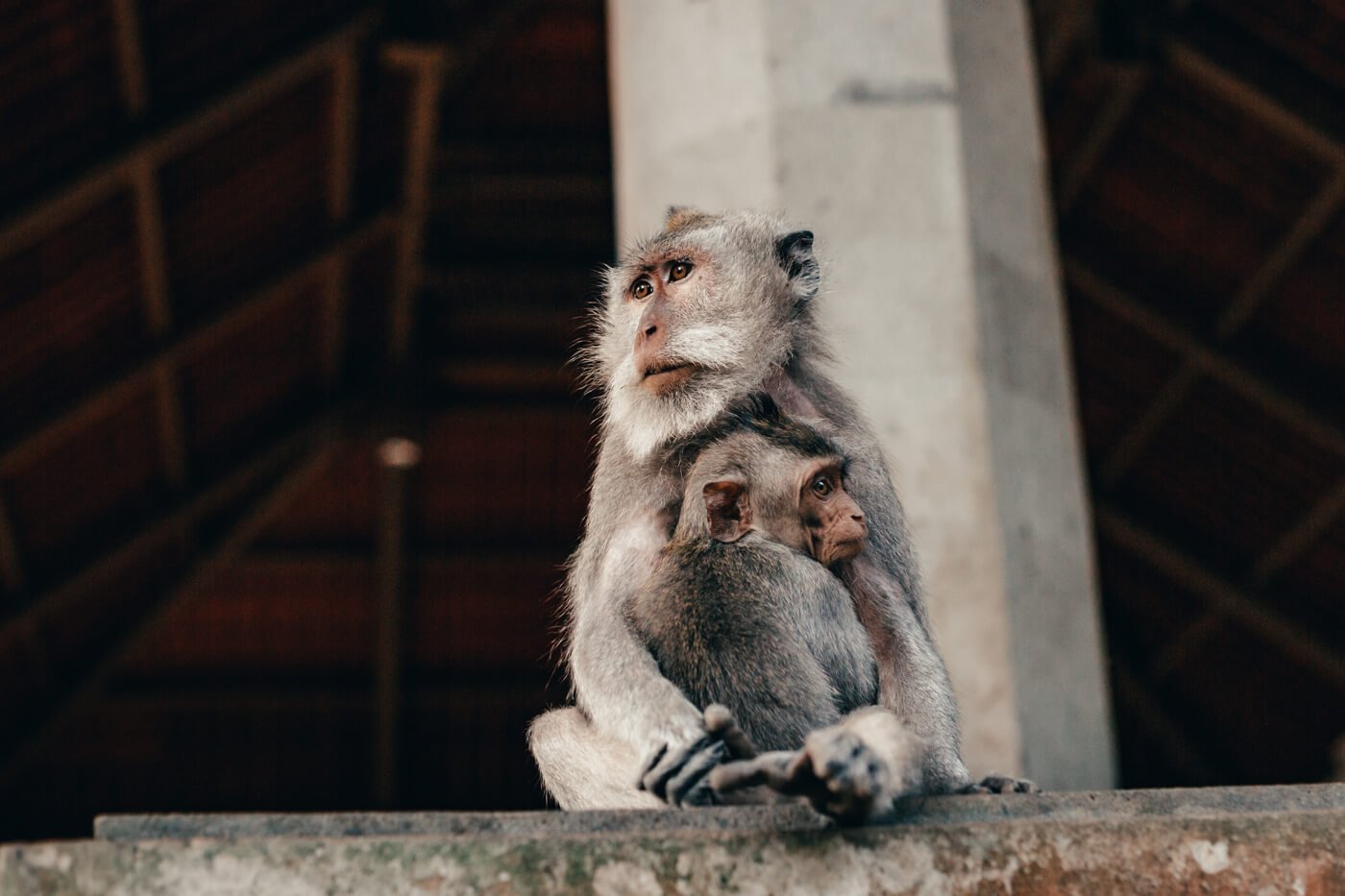 Monkey Forest - mamãe macaco e seu filhote