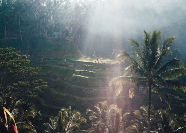 Terraços de Arroz de Tegallalang em Bali - Guia Completo