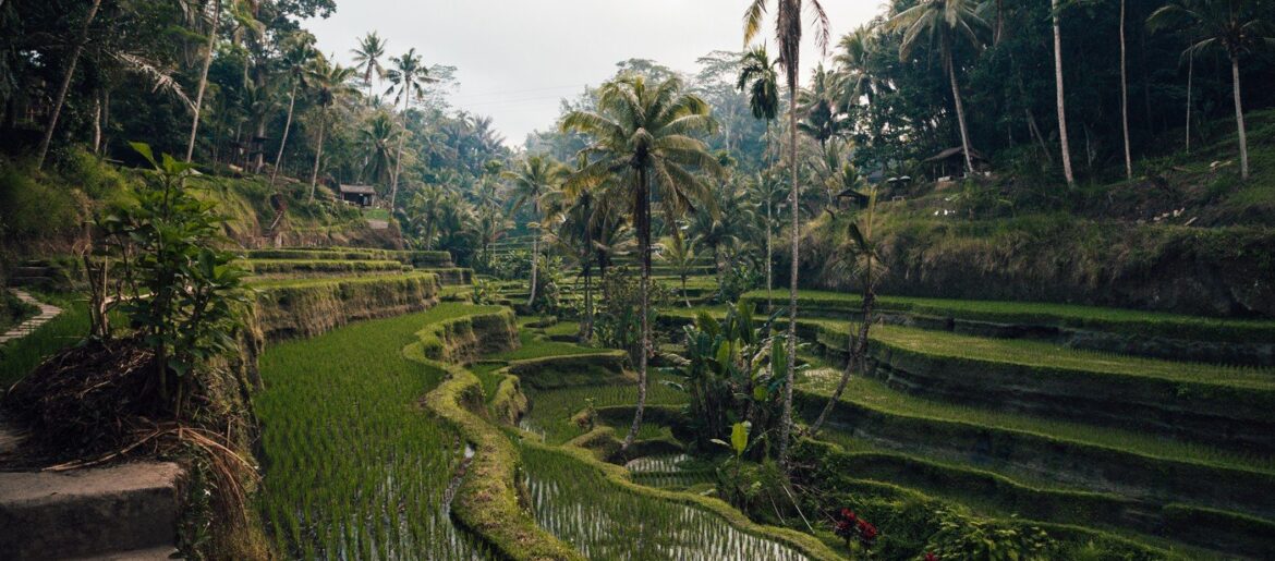 Terraços de Arroz de Tegallalang em Bali - Guia Completo