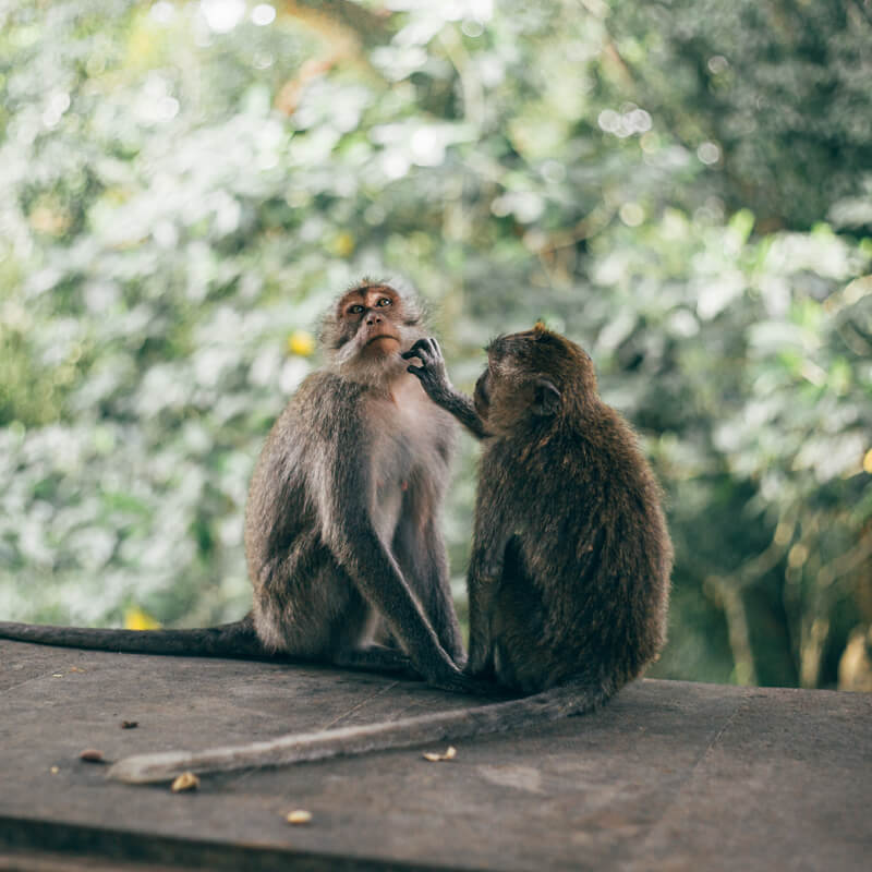 Onde ficar em Bali - Monkey Forest