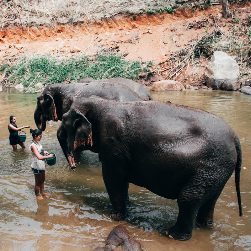 Elephant Nature Park, Chiang Mai, Tailândia - banho nos elefantes
