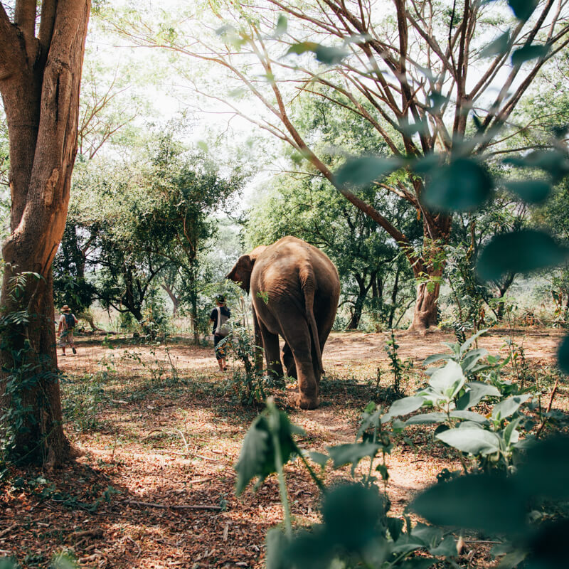 Passeio no Elephant Nature Park - Tailândia