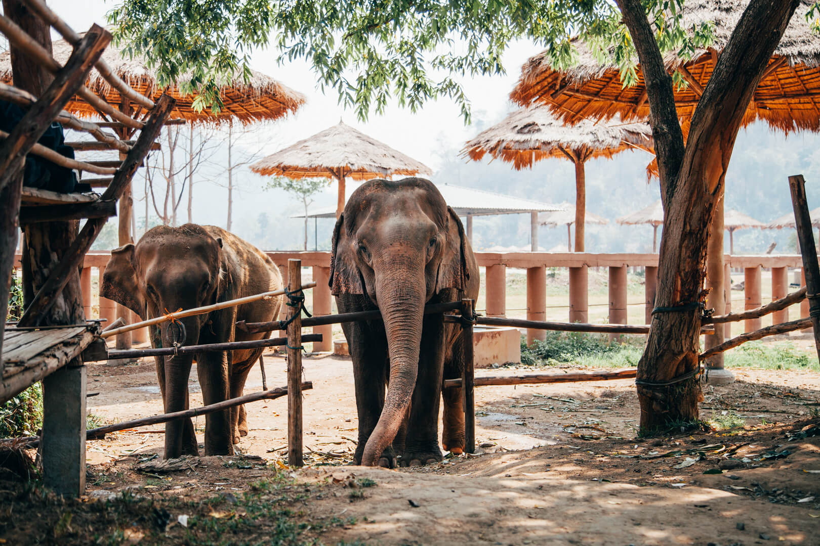 Elephant Nature Park, Chiang Mai, Tailândia