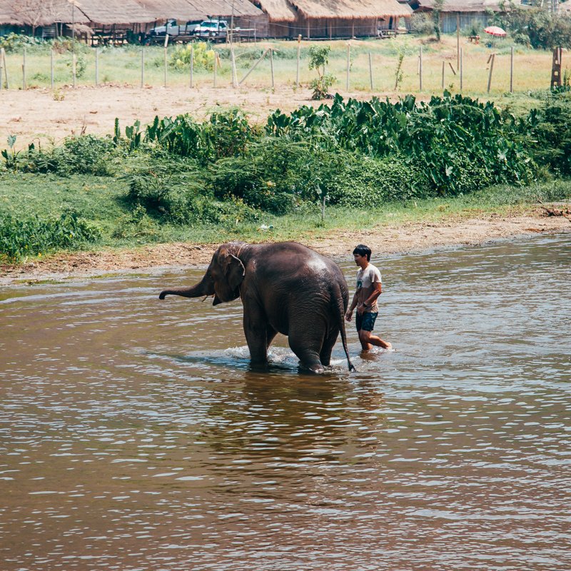 Chiang Mai, Tailândia - Pequeno elefante tomando banho