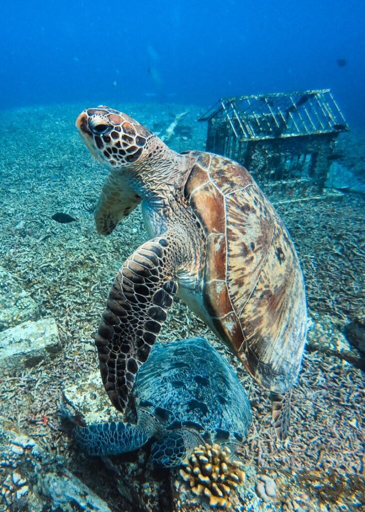 Ilhas Gili - Mergulho em Gili Air (tartaruga)